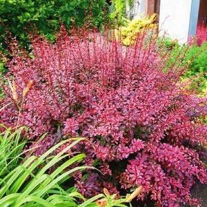 купить Барбарис Тунберга Pink Queen
