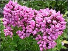 купити Флокс волотистий Butonik