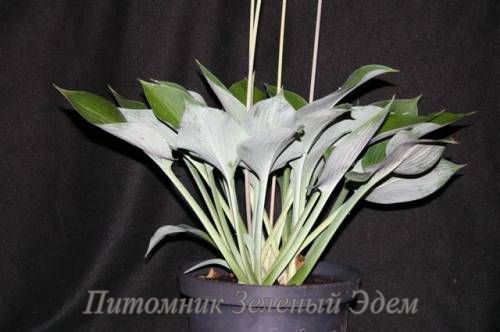 купить Хоста White Ceiling