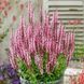 купити Шавлія дібровна Caradonna Pink Inspiration