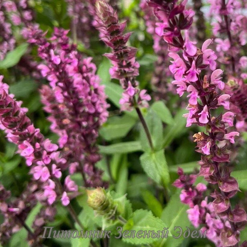 купити Шавлія дібровна Caradonna Pink Inspiration