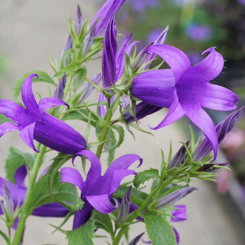 Campanula Royal Wedding