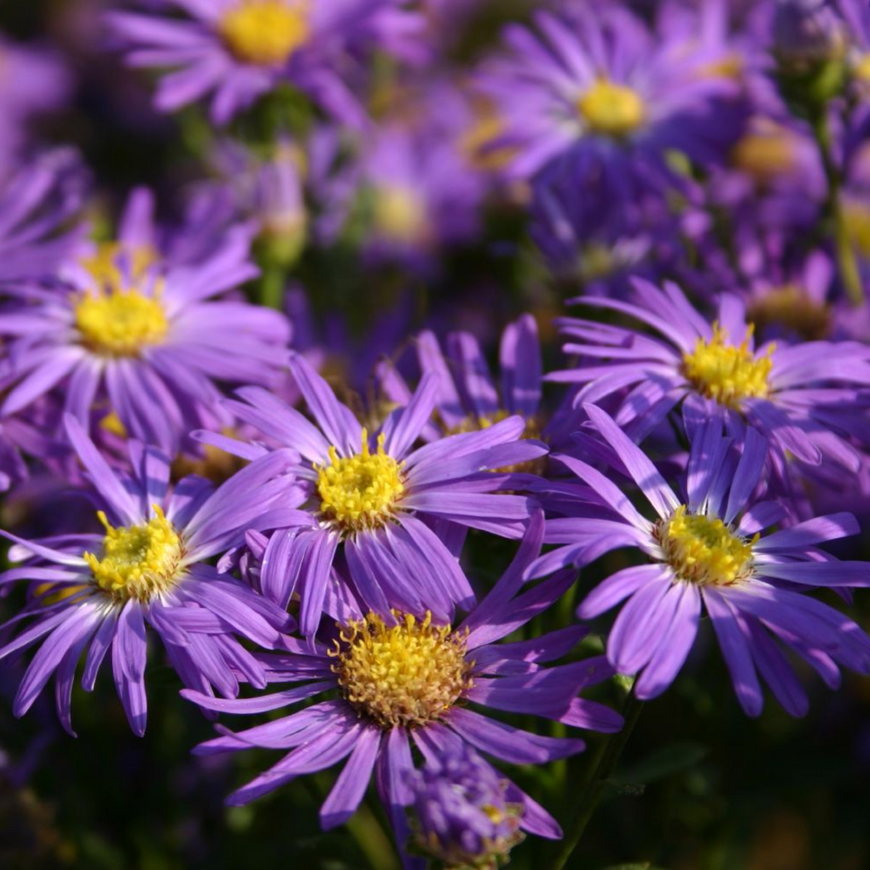 Астра Ромашковая Aster amellus