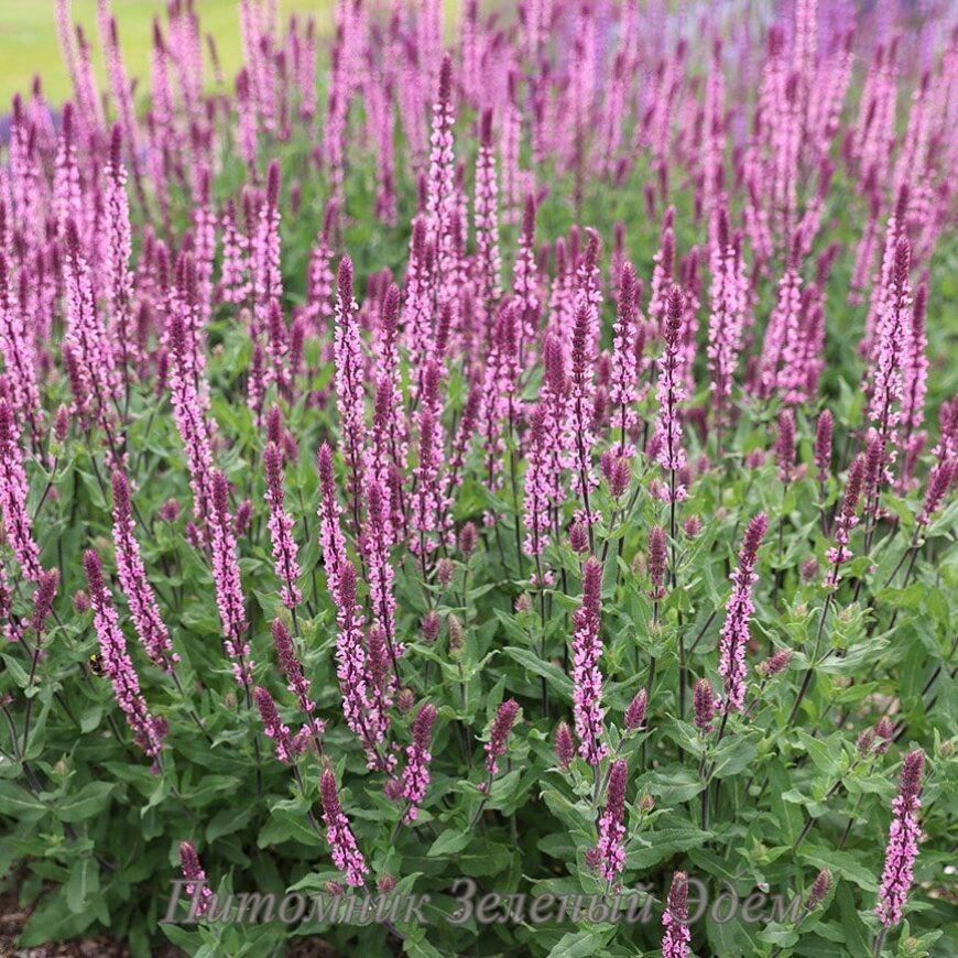 купити Шавлія дібровна Caradonna Pink Inspiration
