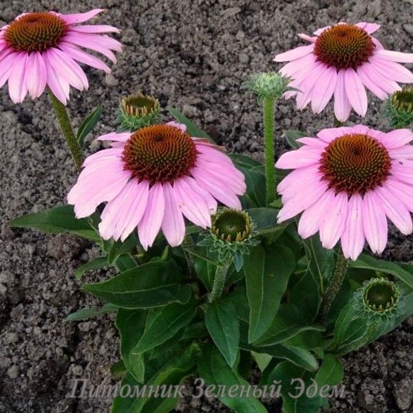 купити Ехінацея SunSeekers Pink