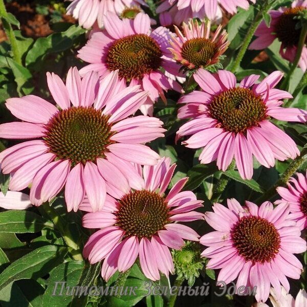 купити Ехінацея SunSeekers Pink