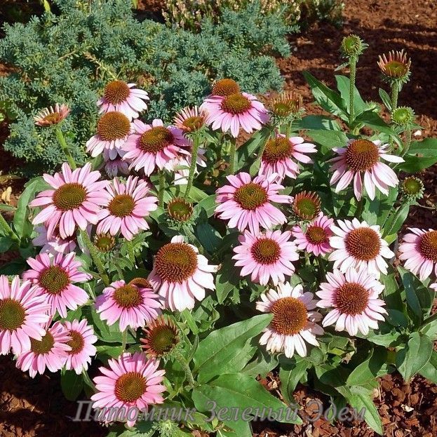 купити Ехінацея SunSeekers Pink
