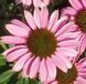 купити Ехінацея SunSeekers Pink