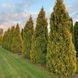 купить Туя западная Golden Brabant