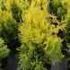 купить Туя западная Golden Brabant