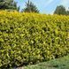 купить Туя западная Golden Brabant
