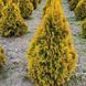 купить Туя западная Golden Brabant