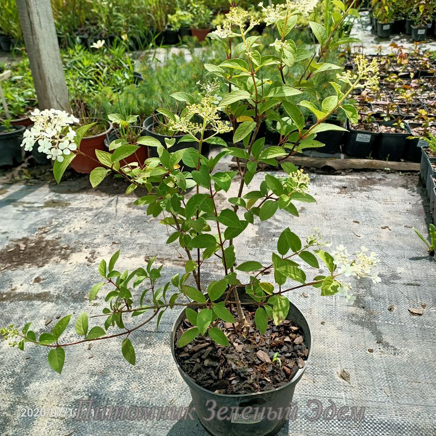 купить Гортензия метельчатая Grandiflora 3-х летняя