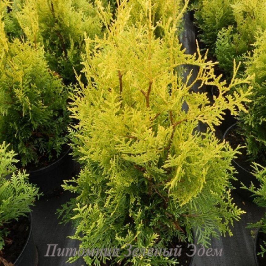 купить Туя западная Golden Brabant