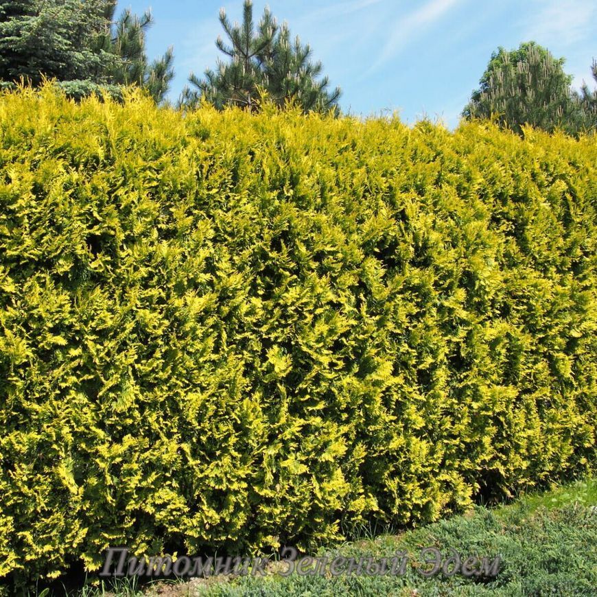 купить Туя западная Golden Brabant