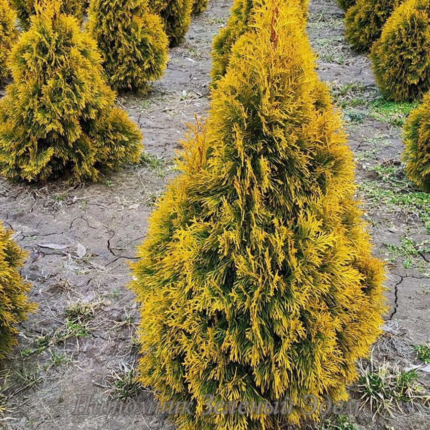 купить Туя западная Golden Brabant