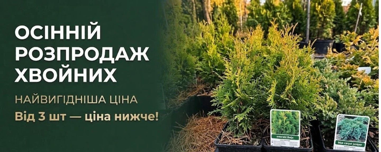 ХВОЙНІ РОСЛИНИ
