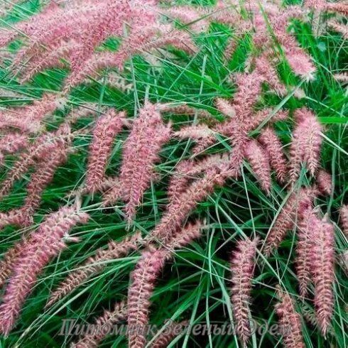 купить Перистощетинник восточный Flamingo