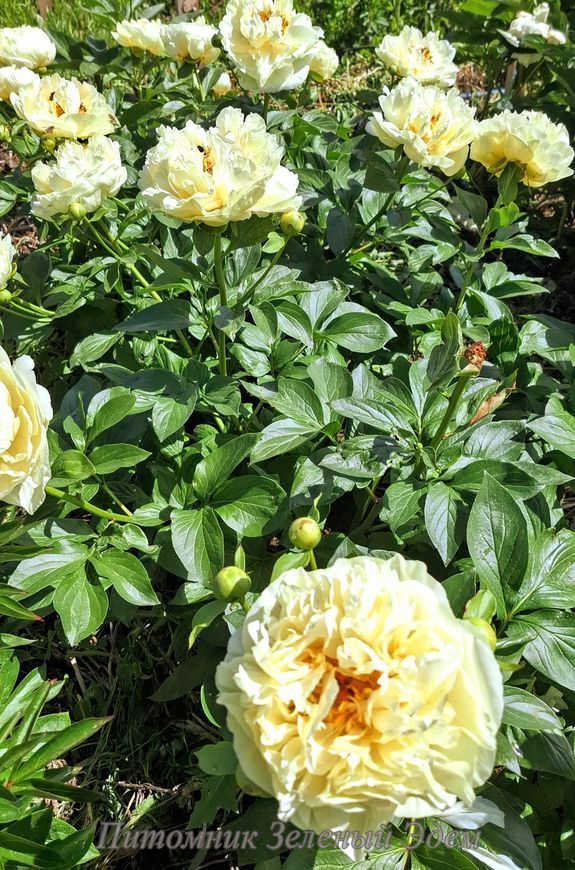 купить Пион Lemon Chiffon