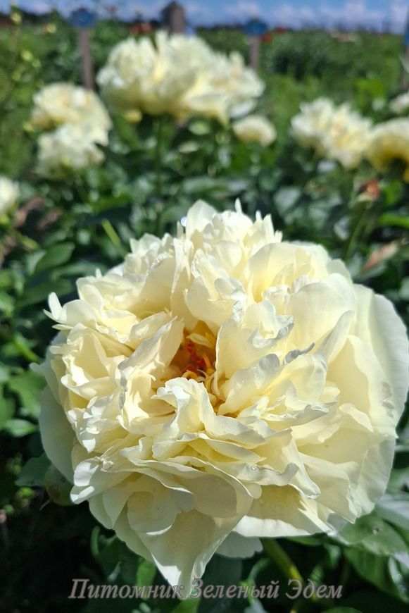 купить Пион Lemon Chiffon