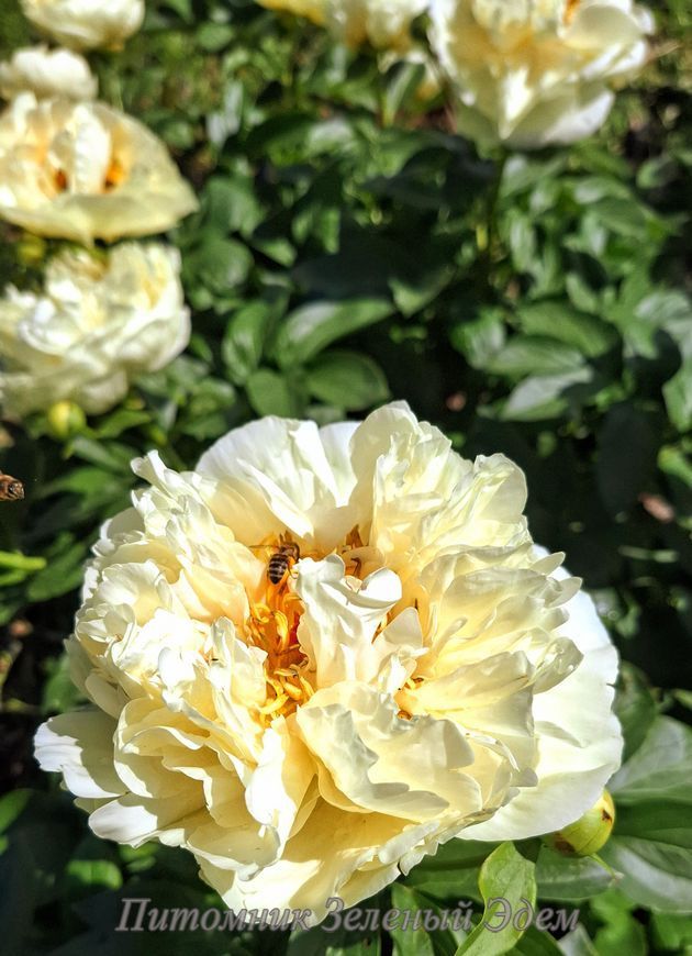 купить Пион Lemon Chiffon