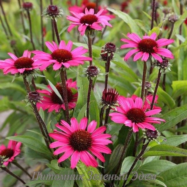 купить Эхинацея SunSeekers Purplelicious