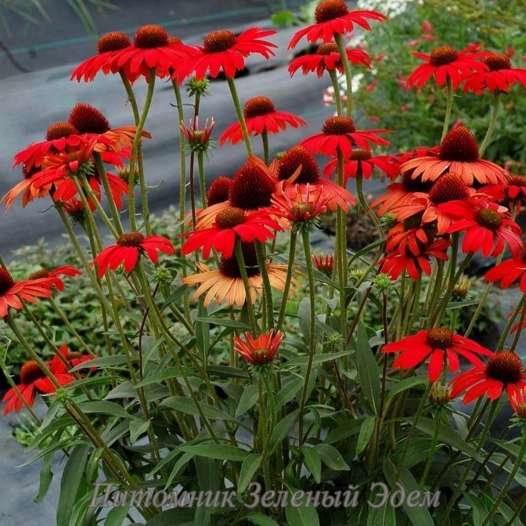 купити Ехінацея SunMagic Fantastic Scarlet