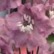 купити Дельфініум Magic Fountains Cherry Blossom White Bee