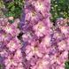 купити Дельфініум Magic Fountains Cherry Blossom White Bee