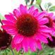 купить Эхинацея SunSeekers Purplelicious