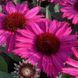 купить Эхинацея SunSeekers Purplelicious