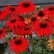 купити Ехінацея SunMagic Fantastic Scarlet
