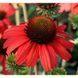 купити Ехінацея SunMagic Fantastic Scarlet