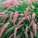 купить Перистощетинник восточный Flamingo