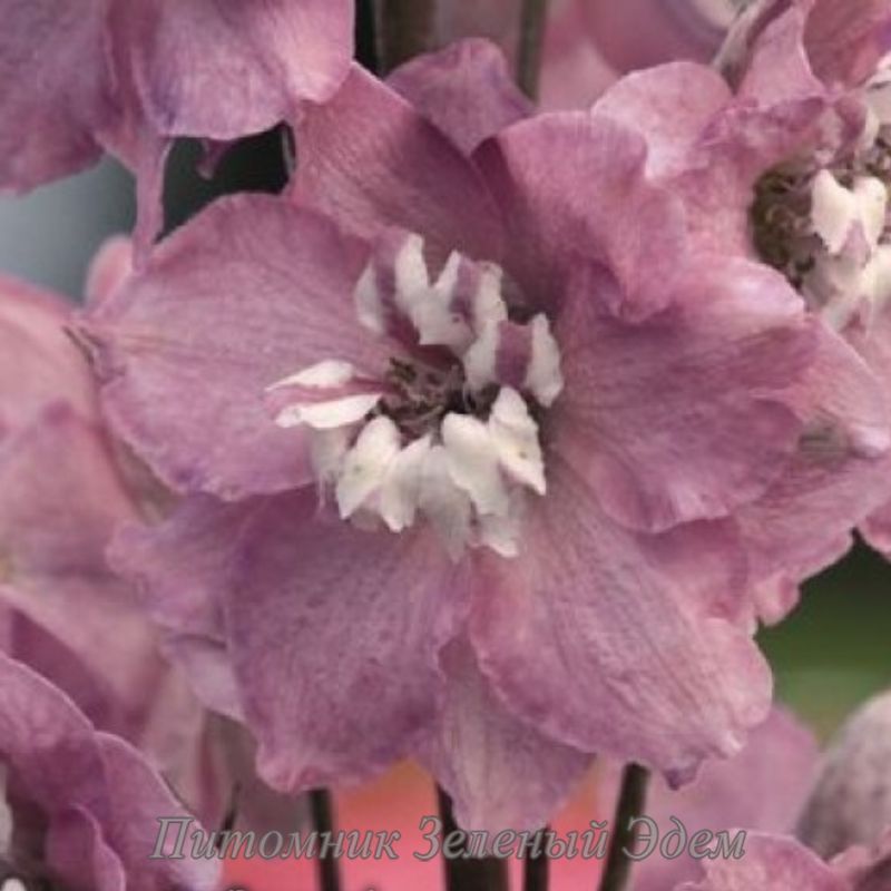 купити Дельфініум Magic Fountains Cherry Blossom White Bee