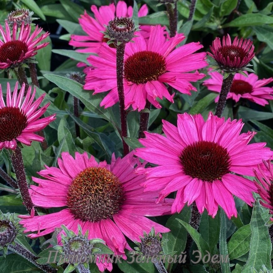 купить Эхинацея SunSeekers Purplelicious