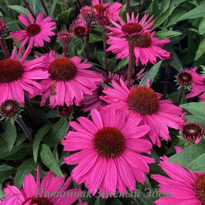 купить Эхинацея SunSeekers Purplelicious