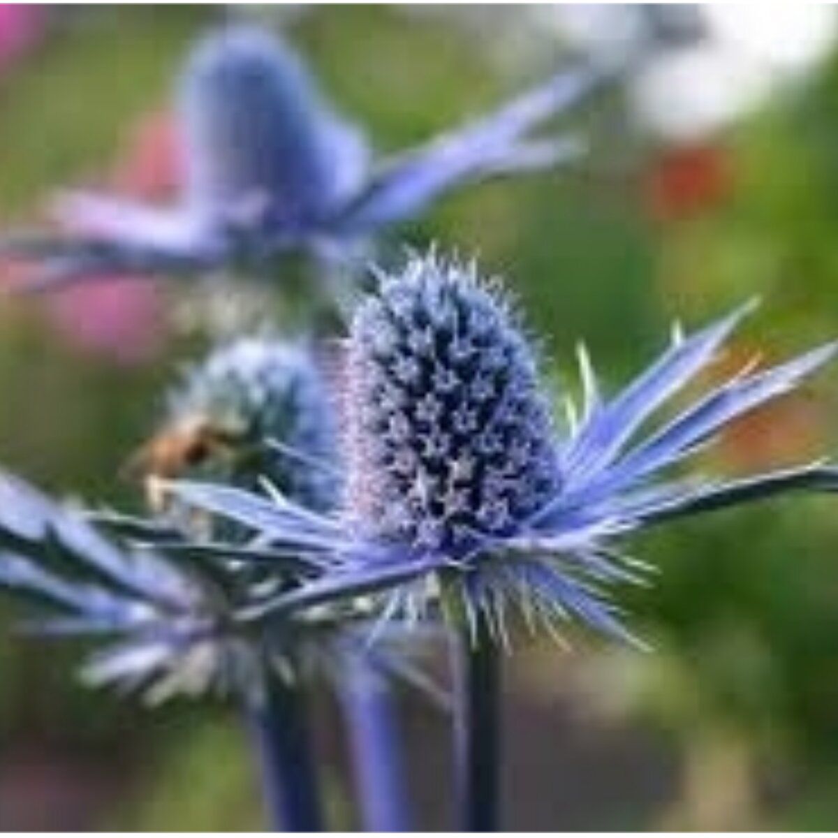 Синеголовник. Синеголовник (Eryngium). Синеголовник плосколистный Барракуда. Чертополох синеголовник Чертогон. Эрингиум чертополох.