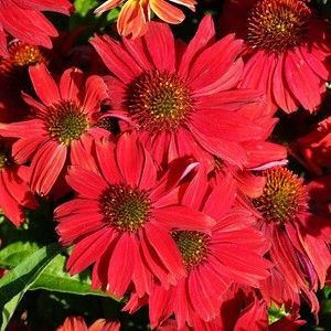 купить Эхинацея SunSeekers Red