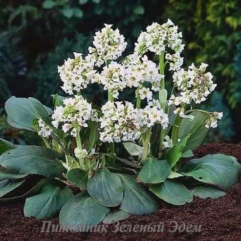 купити Бадан Bressingham White