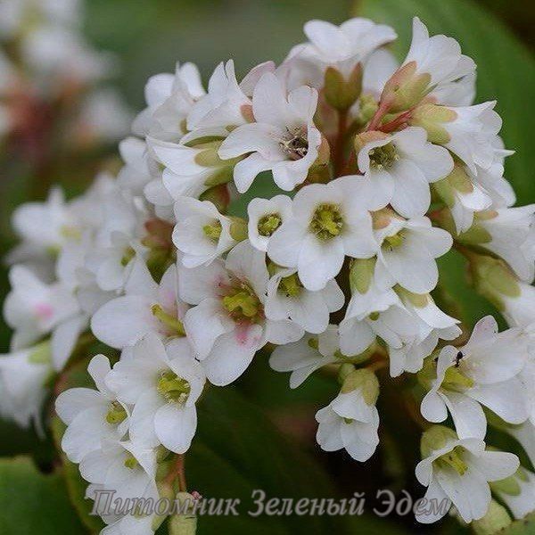 купити Бадан Bressingham White