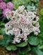 купити Бадан Bressingham White