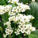 купити Бадан Bressingham White