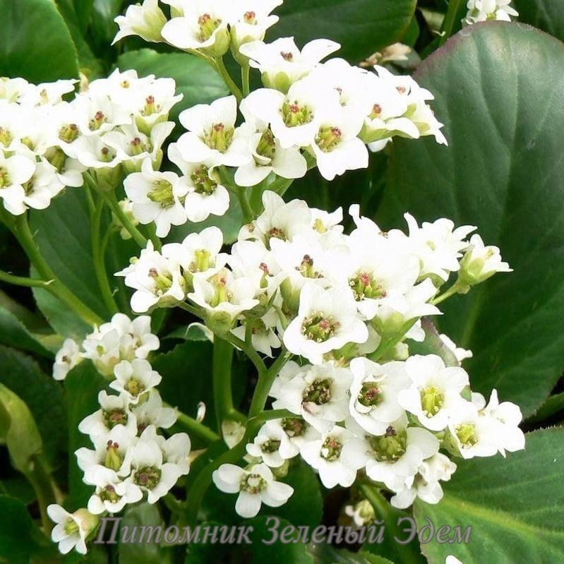 купити Бадан Bressingham White