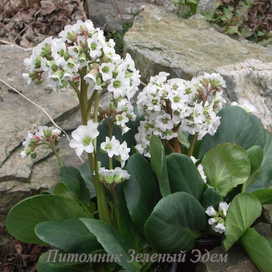 купити Бадан Bressingham White