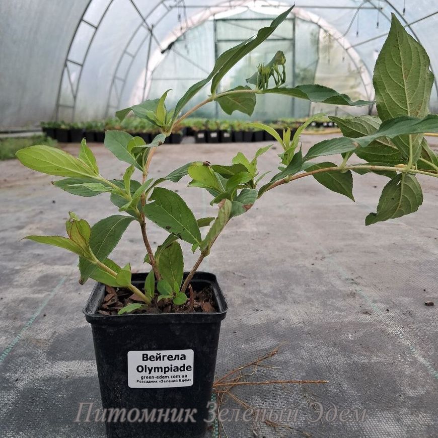 купить Вейгела Olympiade