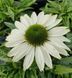купить Эхинацея SunSeekers White