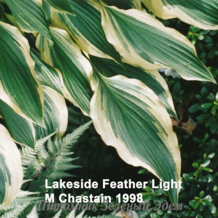купить Хоста Lakeside Feather Light