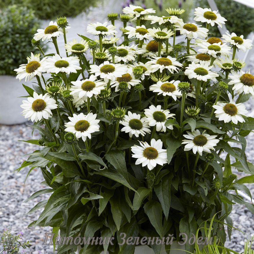 купить Эхинацея SunSeekers White