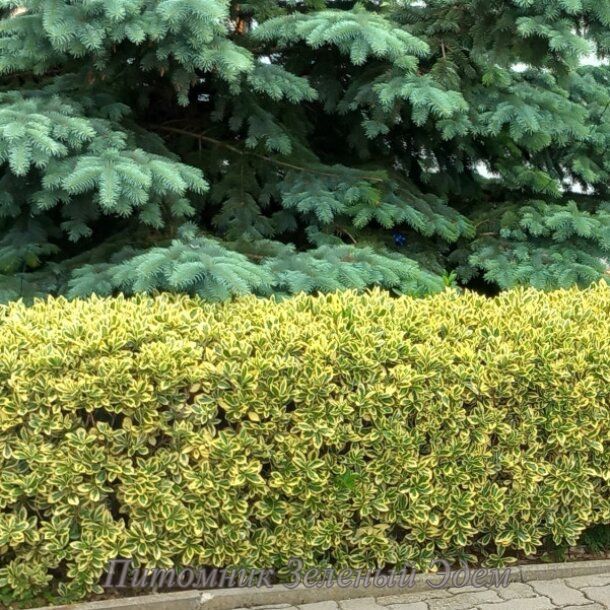 Бруслина японська Aureomarginatus, Р9 (0,7л)